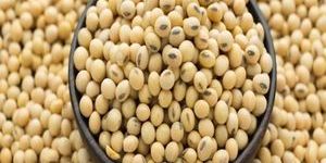 Non GMO Soybean Seeds