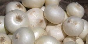 Small White Onion