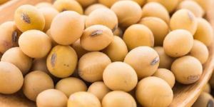 Whole Soybean Seeds