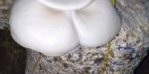 Florida Oyster Mushroom