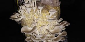 Oyster Mushroom ( Sajar Kaju )