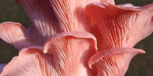 Pink Oyster Mushroom
