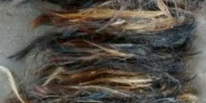 Buffalo Black Tail Hair