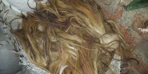 Cow Washed Tail Hair