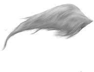 Horse White Tail Hair