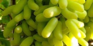 Green Grapes
