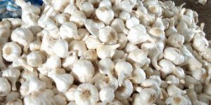 Fresh Natural Garlic