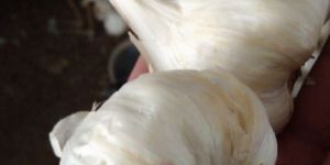 Fresh Organic Garlic