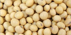 Hybrid Soybean Seeds
