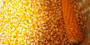Organic Maize Seeds