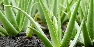 Aloe Vera Baby Plant