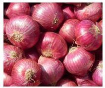 Indian Red Onion