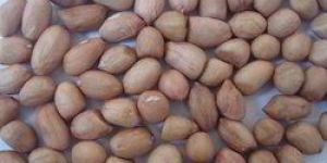 Java Peanut Kernels
