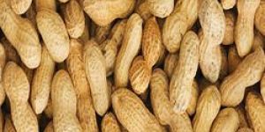 Natural Shelled Peanuts