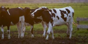 Cow Dairy Farming