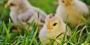 Poultry Farming Services