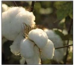 Pure Raw Cotton