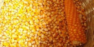 Pure Yellow Maize