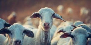 Sheep Farming Services