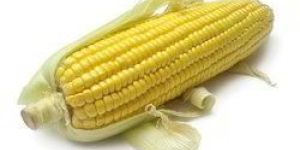 Whole Yellow Maize