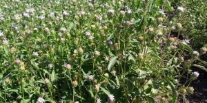 Purple Fleabane Seed