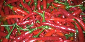 Red Peppers