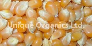 Indian Yellow Corn