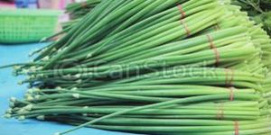 Fresh Spring Onion
