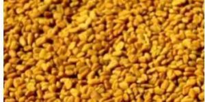Indian Fenugreek Seeds