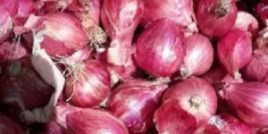 Fresh Onion