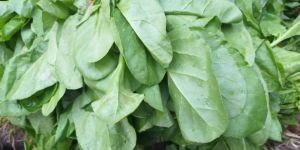 Fresh Spinach Leaves