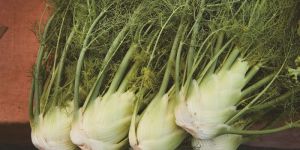 Organic Fresh Fennel