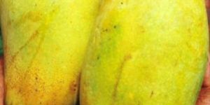Dashehari Mango