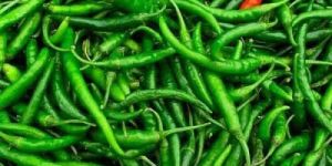 Fresh Organic Green Chilli