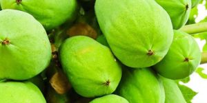 Fresh Raw Green Papaya