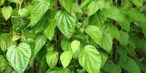 Green Betel Leaves