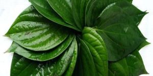 Natural Betel Leaves