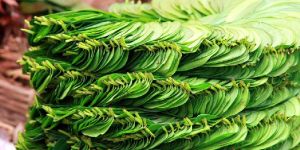 Organic Betel Leaves