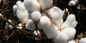 Virgin Raw Cotton