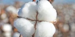 White Raw Cotton