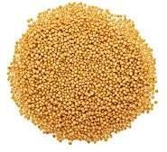 Yellow Mustard Seeds