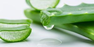 Natural Aloe Vera Leaves