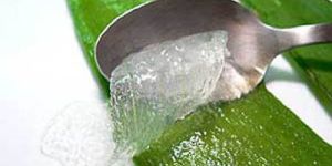 Organic Aloe Vera Pulp