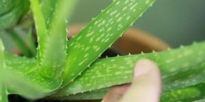 Pure Aloe Vera Leaves