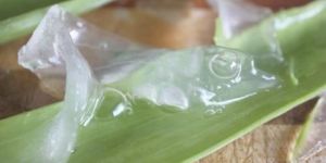 Pure Aloe Vera Pulp