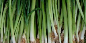 Fresh Green Onion