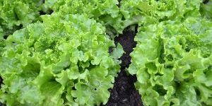 Fresh Lettuce