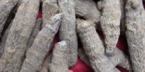 Unpolished Turmeric Finger