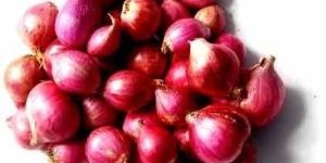 Small Red Onion