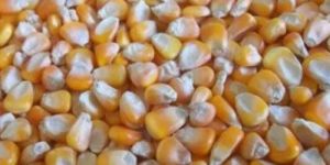 Pure Yellow Maize Seeds